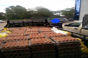 COMMERCIAL LAYERS EGGS from Kenya